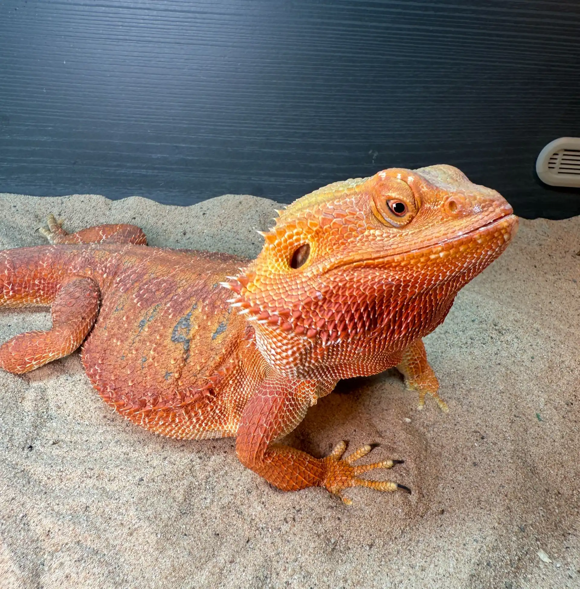 Red Monster bearded dragon