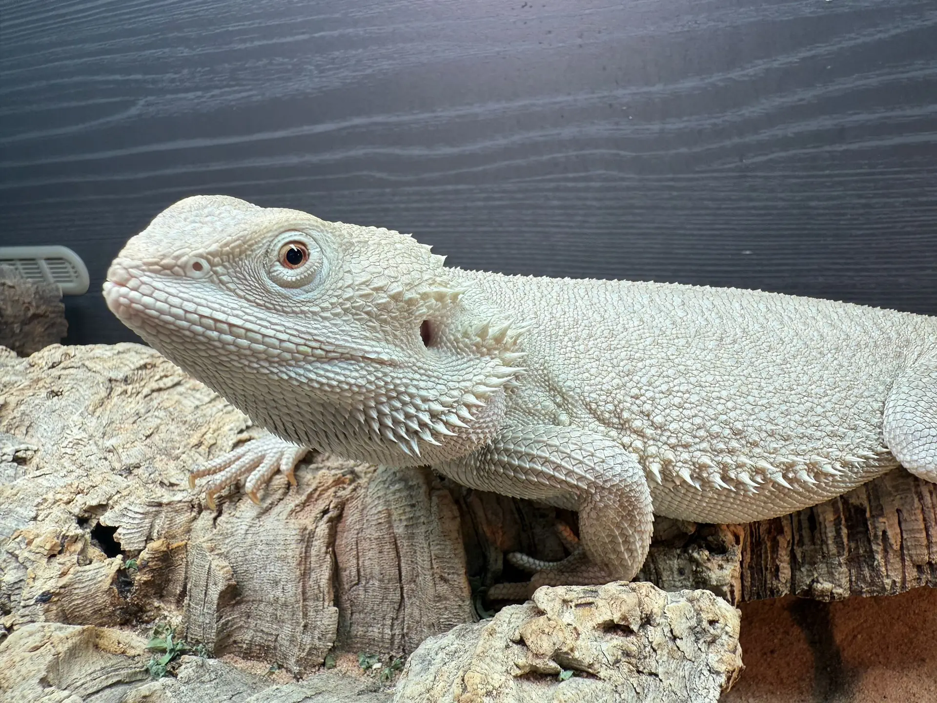 Zero morph bearded dragon