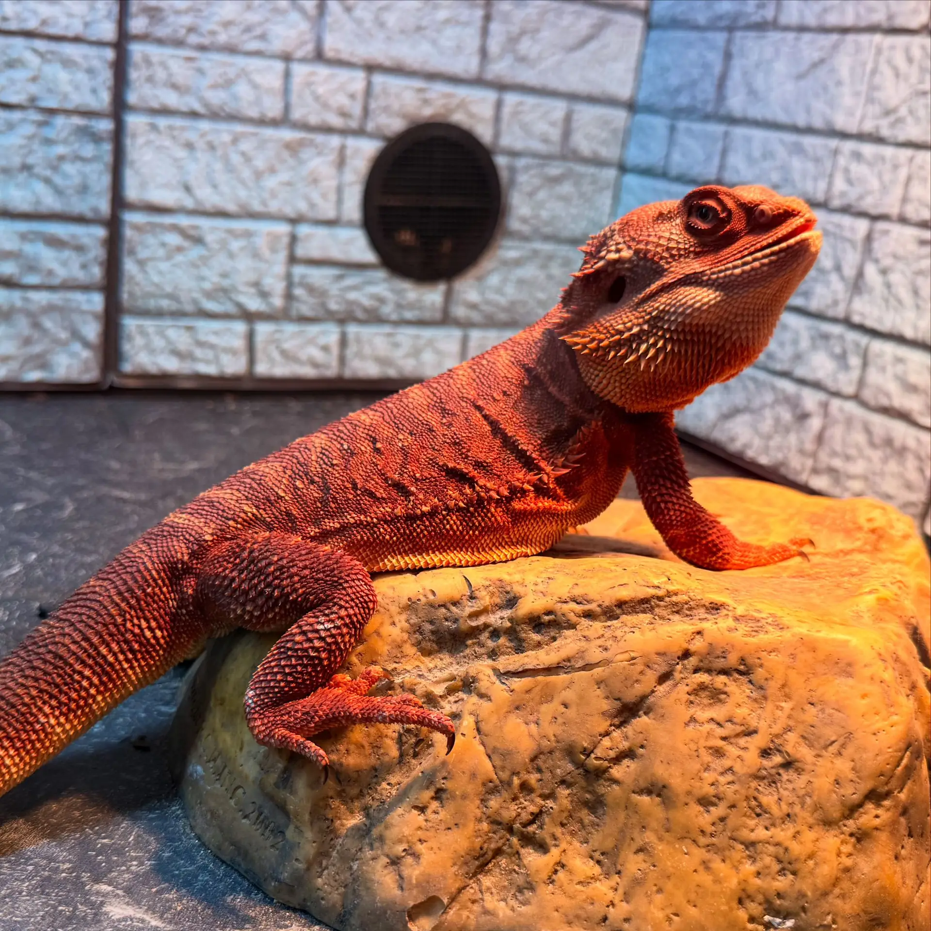Hypo Super Red bearded dragon