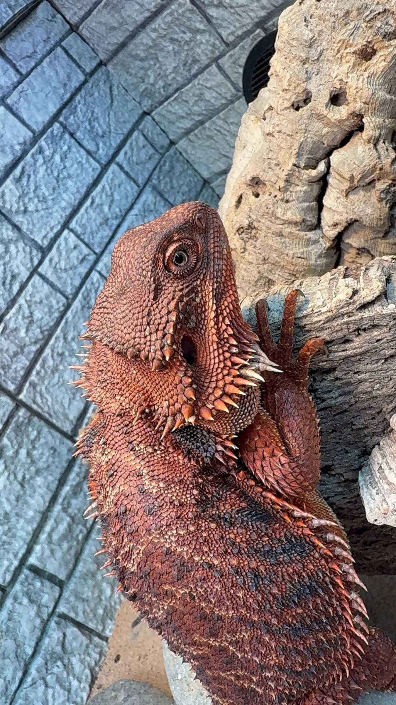 Dragon showcase 0