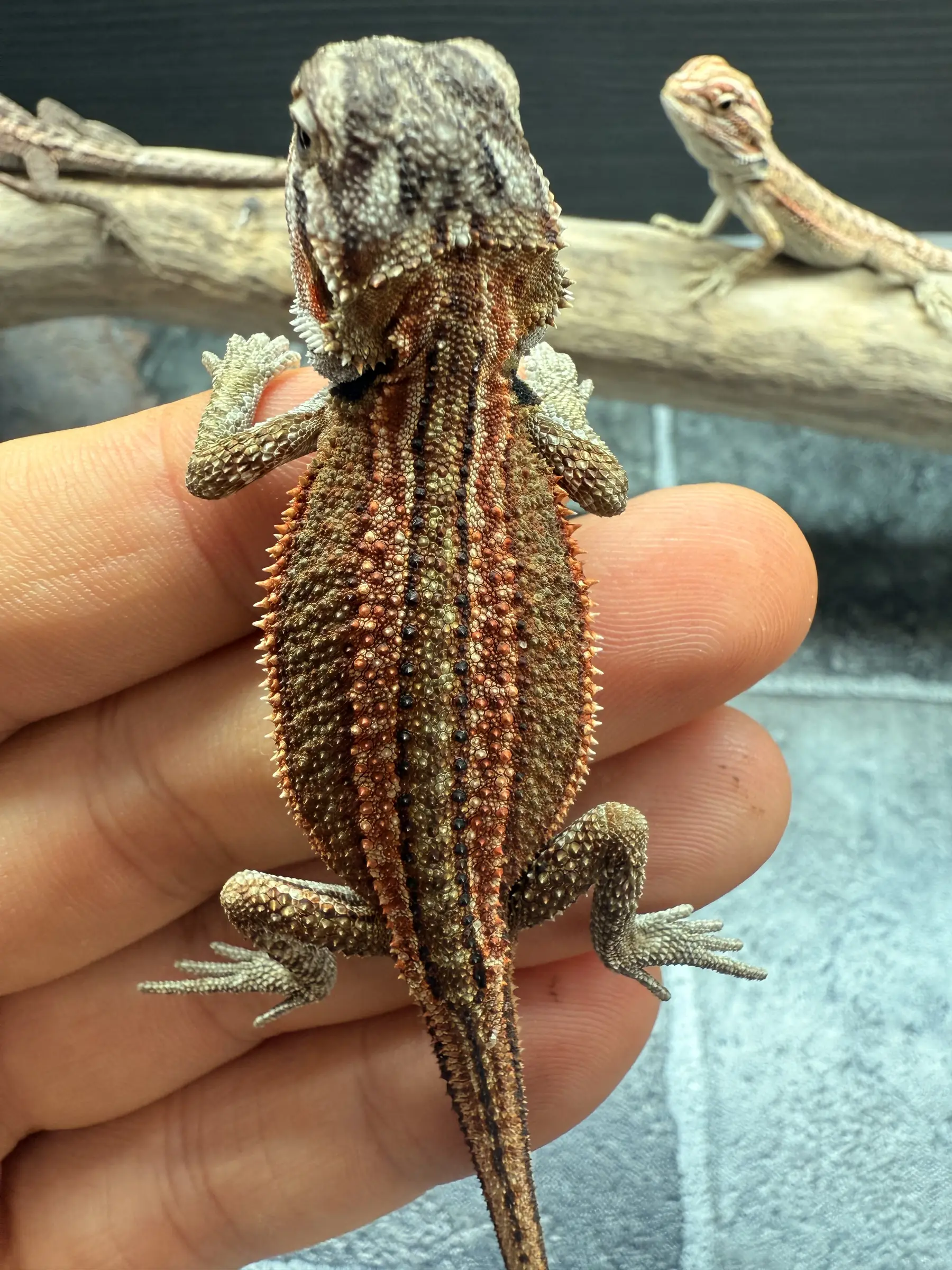 Dragon showcase 5