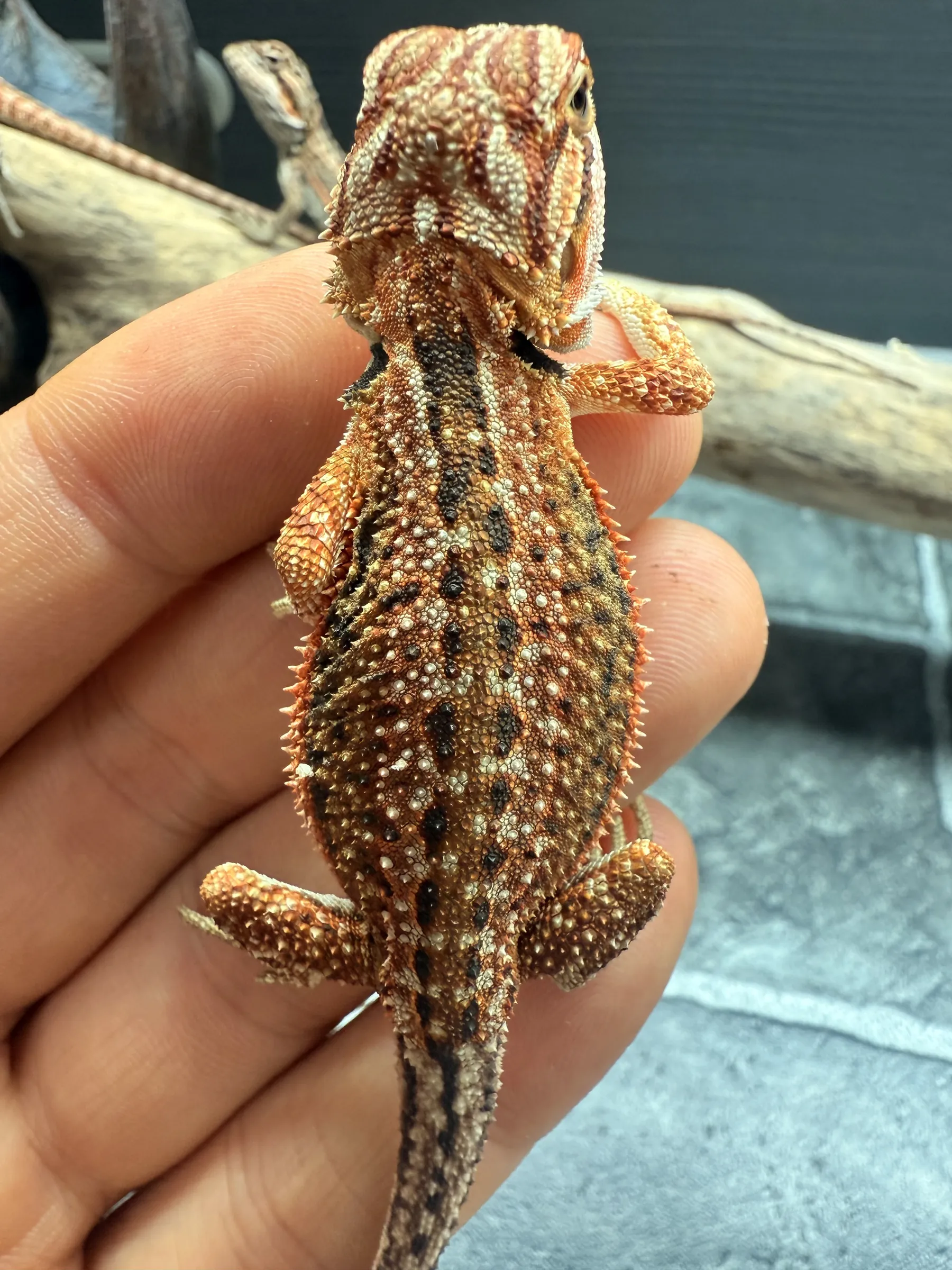 Dragon showcase 1