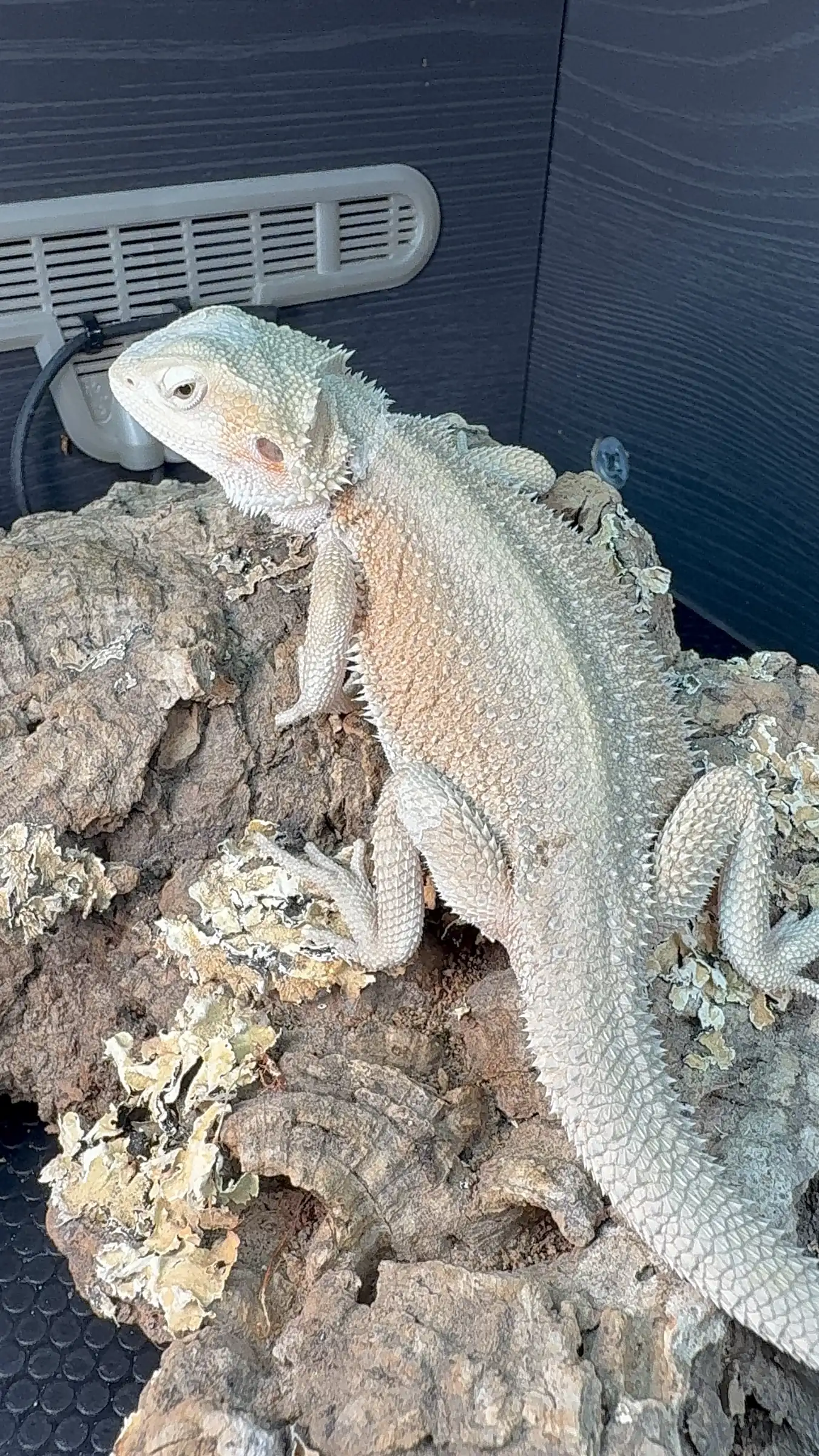 Dragon showcase 2